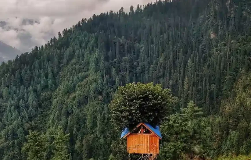 Forest Walk In Jibhi