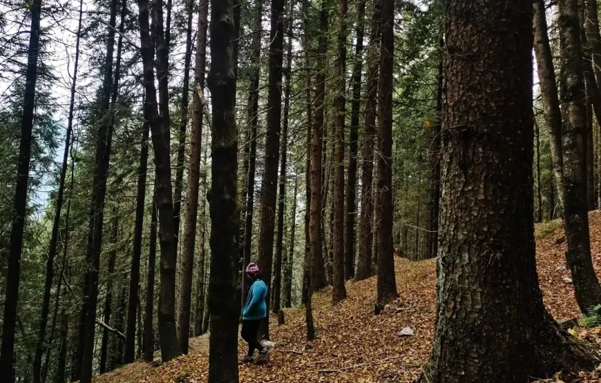 Forest Walk In Jibhi