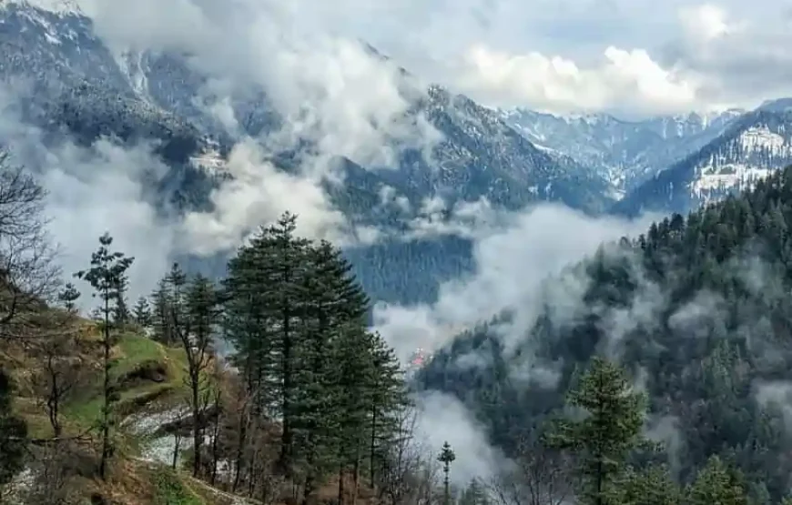 Forest Walk In Jibhi