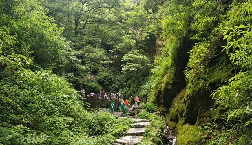 Forest Walk In Jibhi