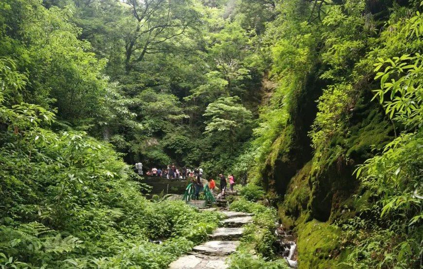 Forest Walk In Jibhi